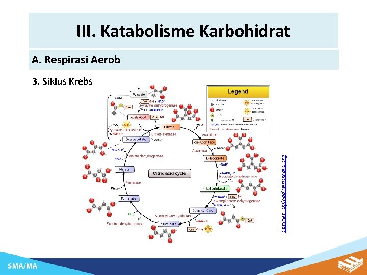 III. Katabolisme Karbohidrat A. Respirasi Aerob Sumber : upload. wikimedia. org 3. Siklus Krebs