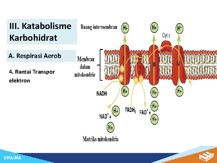 III. Katabolisme Karbohidrat A. Respirasi Aerob 4. Rantai Transpor elektron 