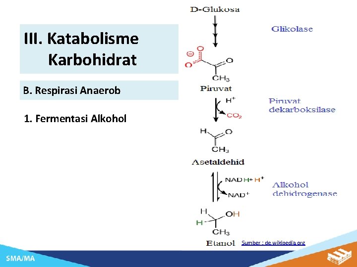 III. Katabolisme Karbohidrat B. Respirasi Anaerob 1. Fermentasi Alkohol Sumber : de. wikipedia. org