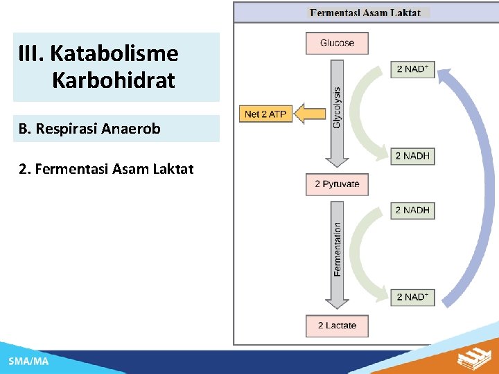 III. Katabolisme Karbohidrat B. Respirasi Anaerob 2. Fermentasi Asam Laktat 