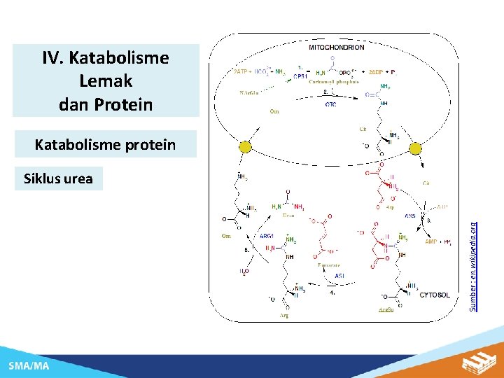 IV. Katabolisme Lemak dan Protein Katabolisme protein Sumber : en. wikipedia. org Siklus urea