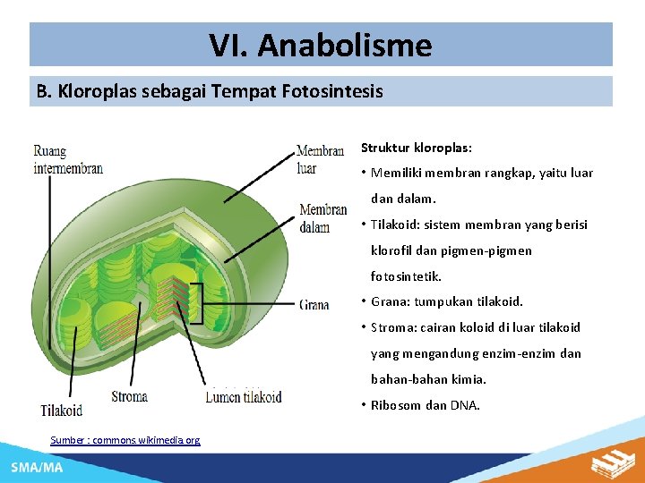 VI. Anabolisme B. Kloroplas sebagai Tempat Fotosintesis Struktur kloroplas: • Memiliki membran rangkap, yaitu