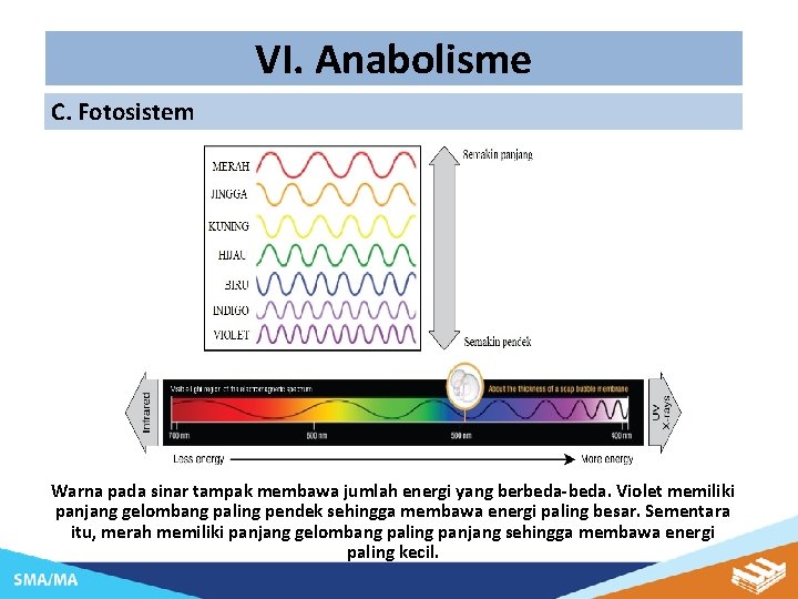 VI. Anabolisme C. Fotosistem Warna pada sinar tampak membawa jumlah energi yang berbeda-beda. Violet