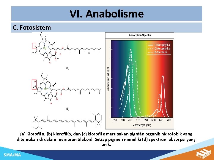 VI. Anabolisme C. Fotosistem (a) Klorofil a, (b) klorofil b, dan (c) klorofil c