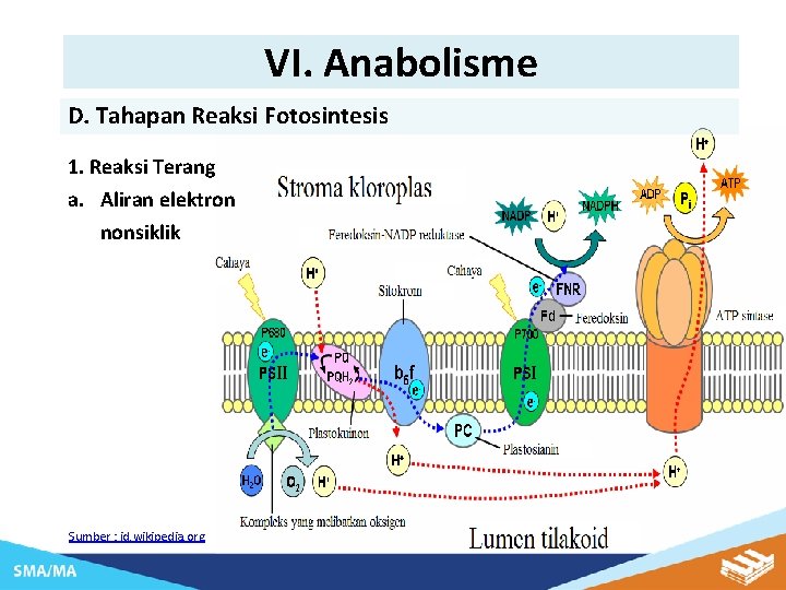 VI. Anabolisme D. Tahapan Reaksi Fotosintesis 1. Reaksi Terang a. Aliran elektron nonsiklik Sumber