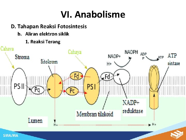 VI. Anabolisme D. Tahapan Reaksi Fotosintesis b. Aliran elektron siklik 1. Reaksi Terang 