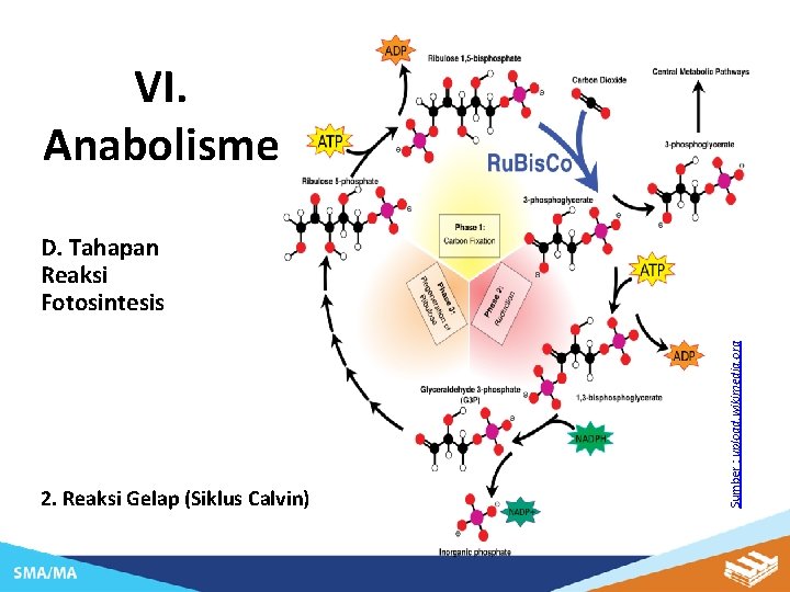 VI. Anabolisme 2. Reaksi Gelap (Siklus Calvin) Sumber : upload. wikimedia. org D. Tahapan