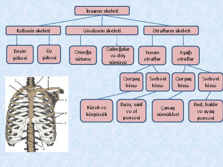 İnsanın skeleti Kəllənin skeleti Beyin şöbəsi Üz şöbəsi Gövdənin skeleti Onurğa sütunu Ətrafların skeleti