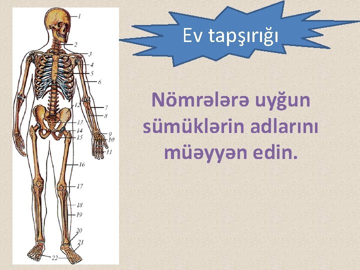 Ev tapşırığı Nömrələrə uyğun sümüklərin adlarını müəyyən edin. 