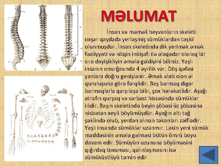 MƏLUMAT İnsan və məməli heyvanların skeleti oxşar qaydada yerləşmiş sümüklərdən təşkil olunmuşdur. İnsan skeletində