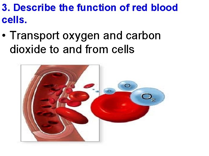 3. Describe the function of red blood cells. • Transport oxygen and carbon dioxide