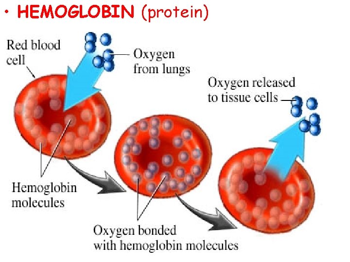  • HEMOGLOBIN (protein) 