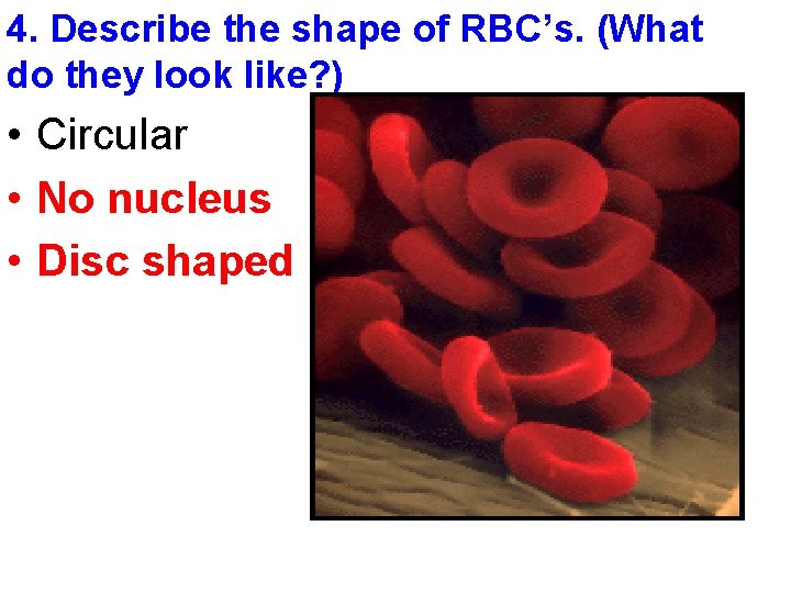 4. Describe the shape of RBC’s. (What do they look like? ) • Circular