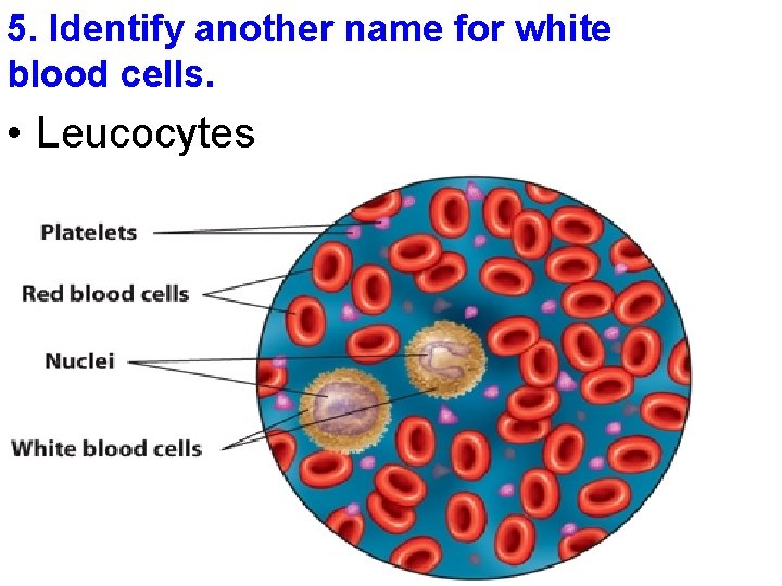 5. Identify another name for white blood cells. • Leucocytes 