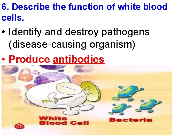 6. Describe the function of white blood cells. • Identify and destroy pathogens (disease-causing