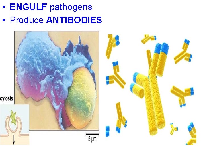  • ENGULF pathogens • Produce ANTIBODIES 