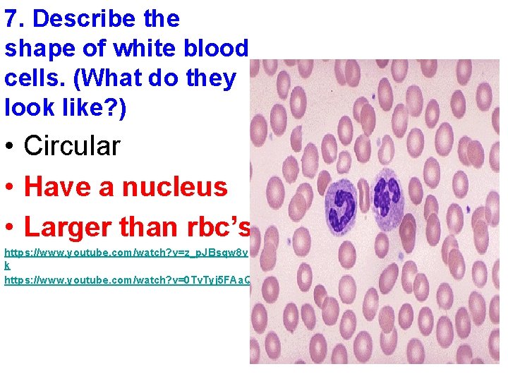 7. Describe the shape of white blood cells. (What do they look like? )