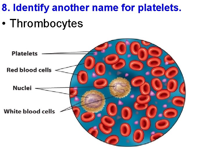 8. Identify another name for platelets. • Thrombocytes 