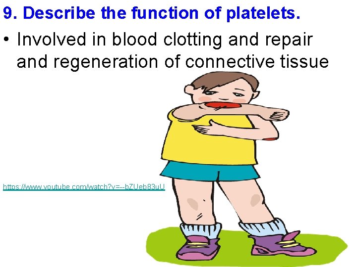 9. Describe the function of platelets. • Involved in blood clotting and repair and