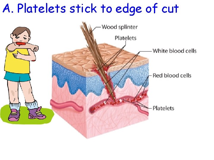 A. Platelets stick to edge of cut 
