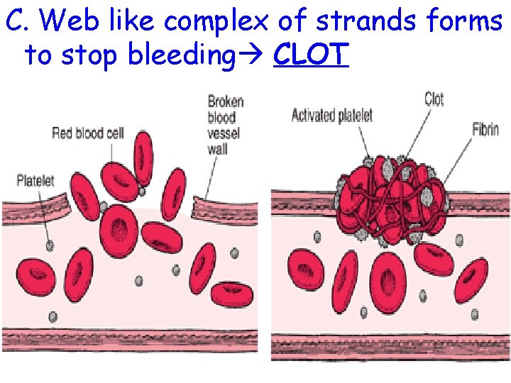 C. Web like complex of strands forms to stop bleeding CLOT 
