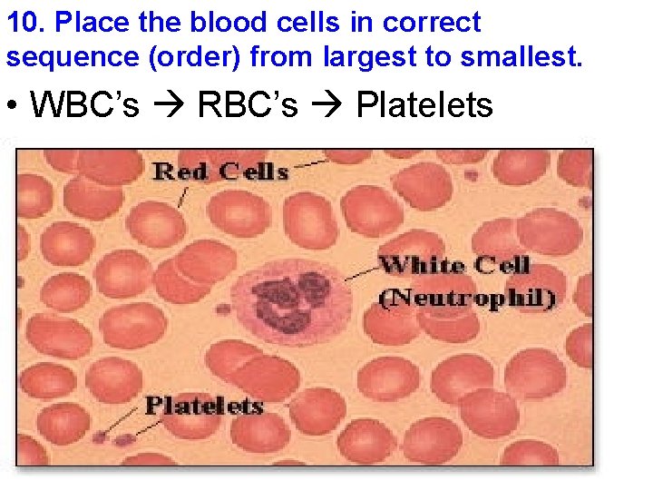 10. Place the blood cells in correct sequence (order) from largest to smallest. •