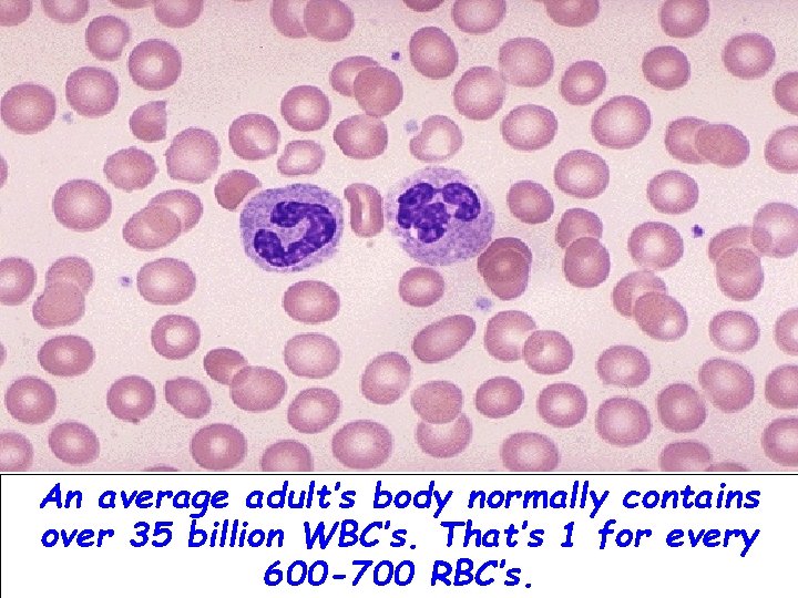 An average adult’s body normally contains over 35 billion WBC’s. That’s 1 for every