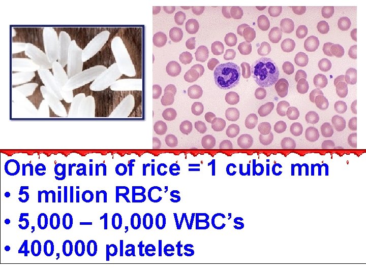 One grain of rice = 1 cubic mm • 5 million RBC’s • 5,