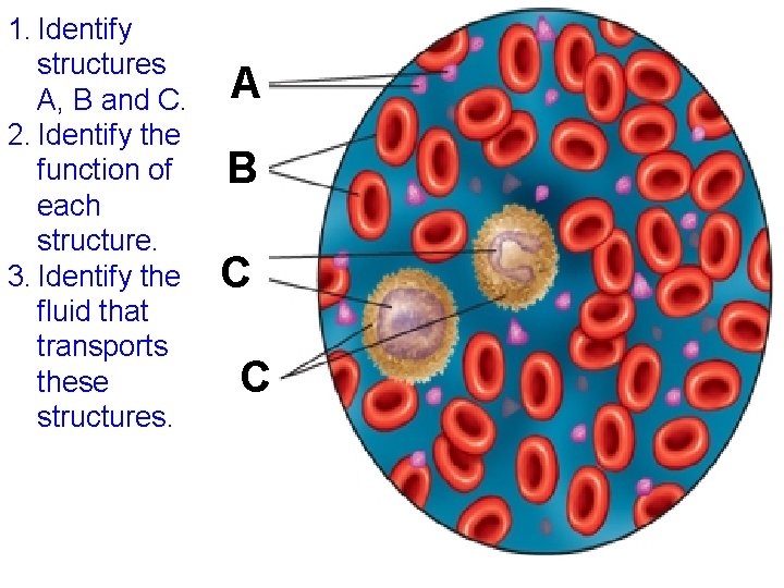1. Identify structures A, B and C. 2. Identify the function of each structure.