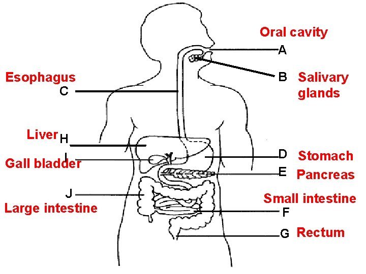 Oral cavity A Esophagus C B Salivary glands Liver H I Gall bladder J