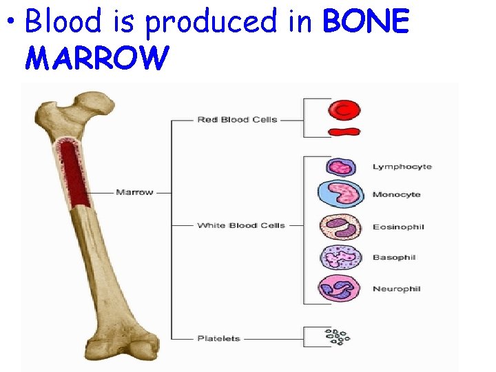  • Blood is produced in BONE MARROW 