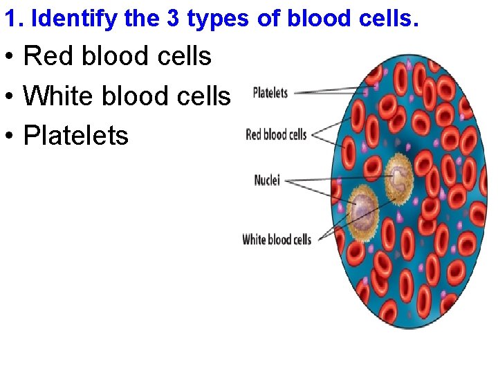 1. Identify the 3 types of blood cells. • Red blood cells • White