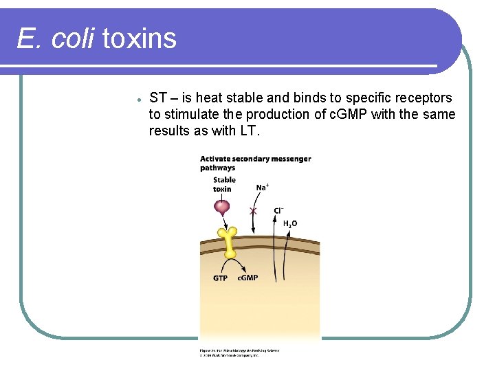 E. coli toxins l ST – is heat stable and binds to specific receptors