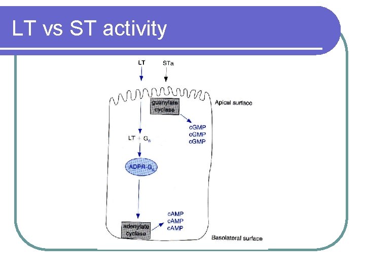 LT vs ST activity 