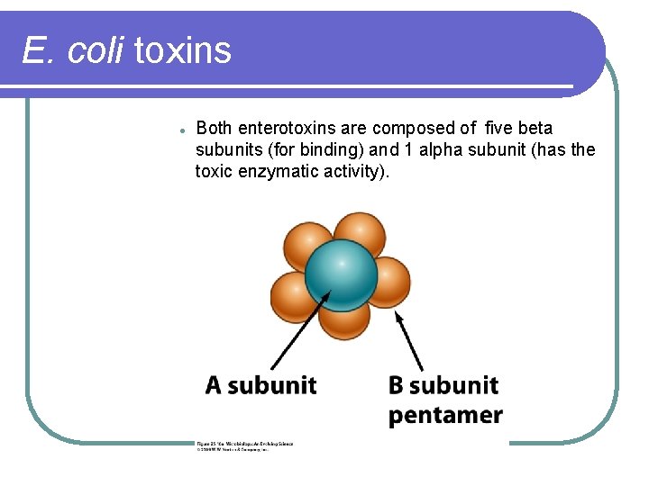 E. coli toxins l Both enterotoxins are composed of five beta subunits (for binding)