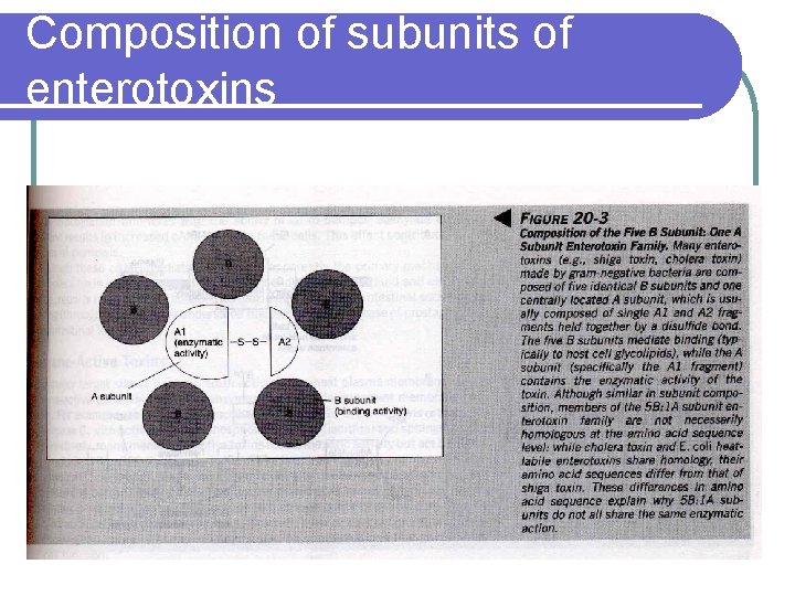Composition of subunits of enterotoxins 