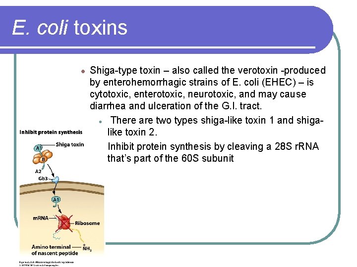 E. coli toxins l Shiga-type toxin – also called the verotoxin -produced by enterohemorrhagic
