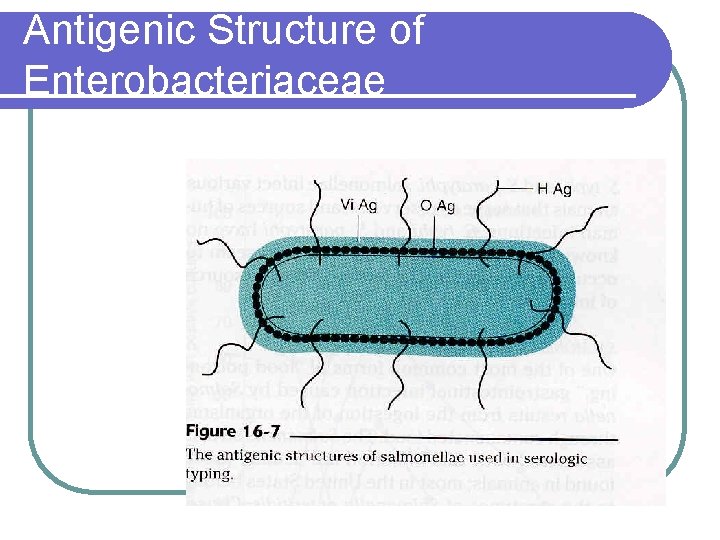 Antigenic Structure of Enterobacteriaceae 