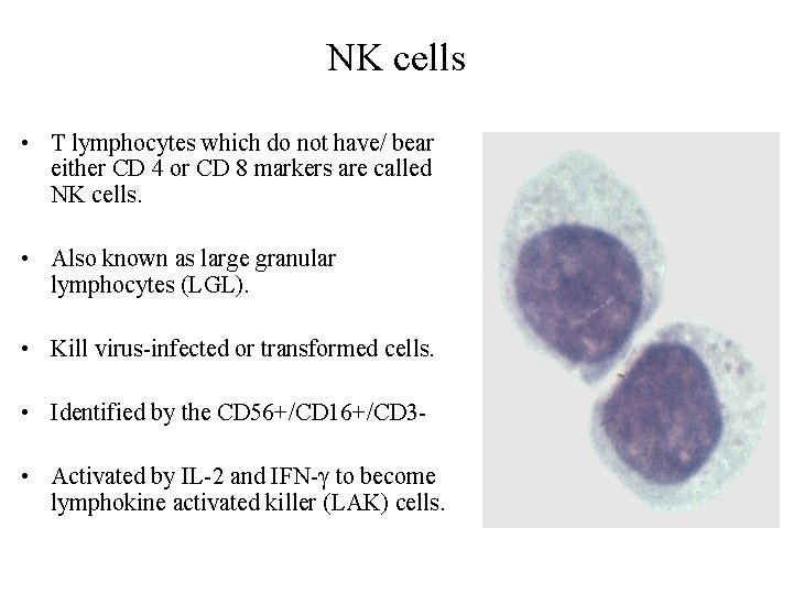 NK cells • T lymphocytes which do not have/ bear either CD 4 or