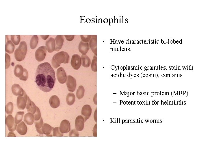 Eosinophils • Have characteristic bi-lobed nucleus. • Cytoplasmic granules, stain with acidic dyes (eosin),