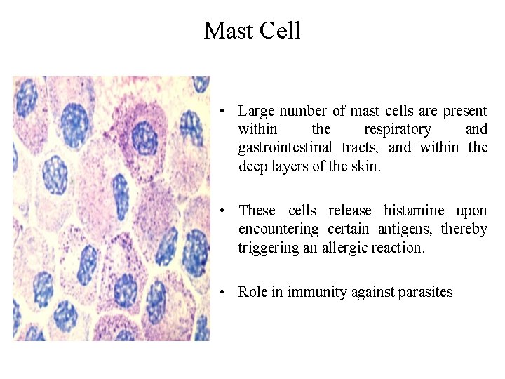 Mast Cell • Large number of mast cells are present within the respiratory and