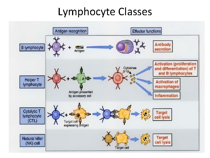 Lymphocyte Classes 