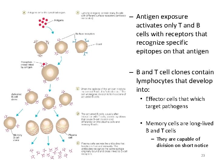 – Antigen exposure activates only T and B cells with receptors that recognize specific