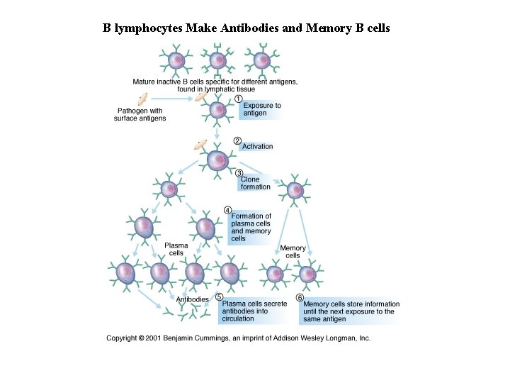 B lymphocytes Make Antibodies and Memory B cells 