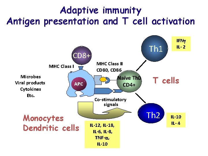 Adaptive immunity Antigen presentation and T cell activation Th 1 CD 8+ MHC Class