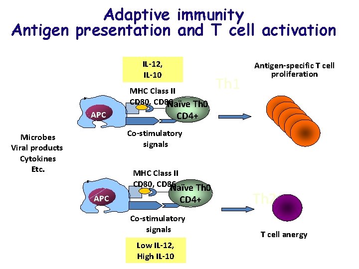 Adaptive immunity Antigen presentation and T cell activation IL-12, IL-10 APC MHC Class II