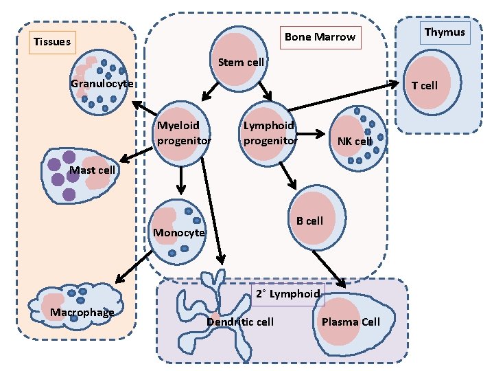 Bone Marrow Tissues Thymus Stem cell Granulocyte T cell Myeloid progenitor Lymphoid progenitor NK