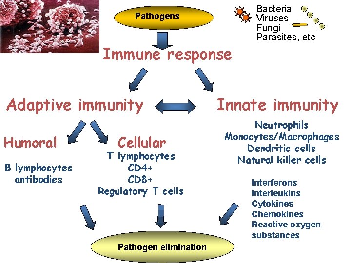 Bacteria Viruses Fungi Parasites, etc Pathogens Immune response Adaptive immunity Humoral B lymphocytes antibodies