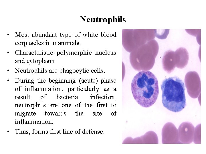 Neutrophils • Most abundant type of white blood corpuscles in mammals. • Characteristic polymorphic