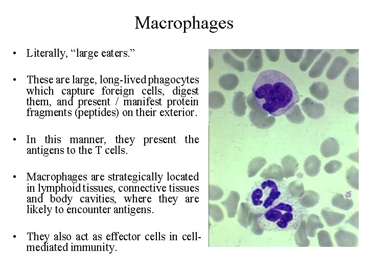 Macrophages • Literally, “large eaters. ” • These are large, long-lived phagocytes which capture